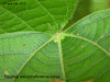 Alchtili-photo1-leaf.gif (259001 bytes)
