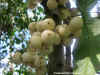 Baccbrev-Fruit-Photo1.jpg (81408 bytes)