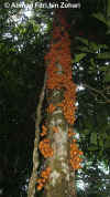 Baccrami-tree-Photo1.jpg (99599 bytes)