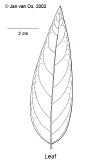 Breyandr-leaf.gif (30513 bytes)