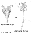 Chortric-flower.gif (30178 bytes)