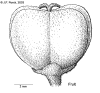 Macagiga-fruit.gif (63032 bytes)