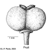 macawink-fruit.gif (30598 bytes)