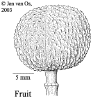 maniglaz-fruit.gif (27365 bytes)