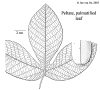 Maniglaz-leaf.gif (57791 bytes)