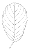 Neosnico-leaf.gif (46193 bytes)
