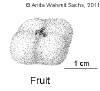 Ptycbacc-fruit.gif (14771 bytes)