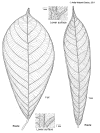 Ptyccost-leaf.gif (273932 bytes)
