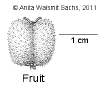 Ptycgloc-fruit.gif (10862 bytes)