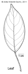 Ptycgloc-leaf.gif (15617 bytes)