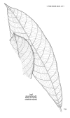 Ptycgran-leaf.gif (200408 bytes)