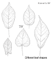 Strofimb-leaf.gif (70925 bytes)