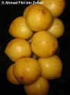 Baccrami-Fruit-Photo3.jpg (50267 bytes)
