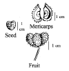 Cephbecc-fruit.gif (7902 bytes)