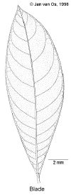Wetraust-leaf.gif (43292 bytes)