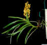 Ascocentrum_miniatumPO_IMG0085.jpg (101764 bytes)