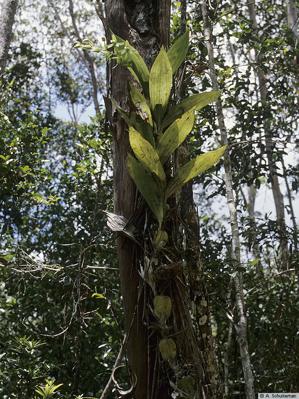 http://www.nationaalherbarium.nl/pubs/orchidweb/genera/Coelogyne/Coelogyne_pandurataAS_97-78.jpg