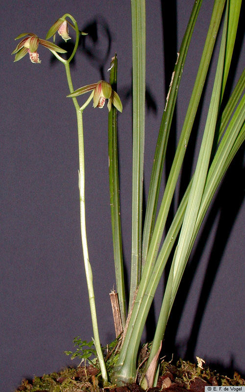 http://www.nationaalherbarium.nl/pubs/orchidweb/genera/Cymbidium/Cymbidium_ensifolium_haemathodesED_DSCN9869.JPG