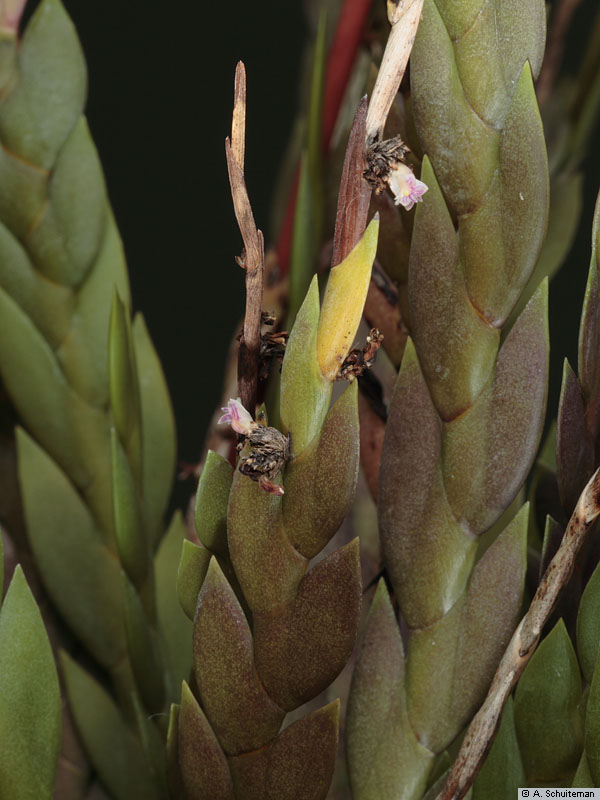 http://www.nationaalherbarium.nl/pubs/orchidweb/genera/Dendrobium/dendrobium_aloifolium_as_MG_1045.jpg