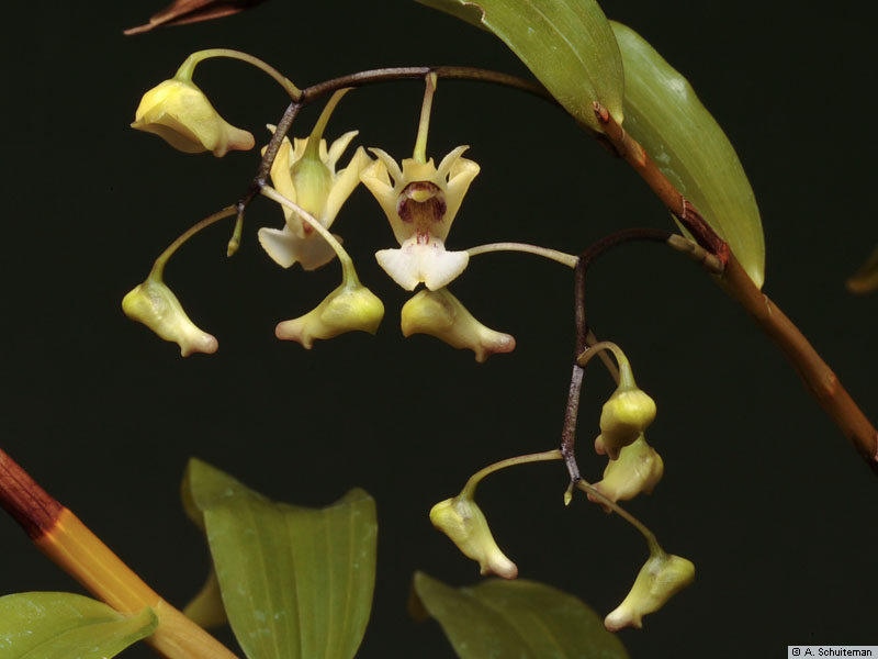 http://www.nationaalherbarium.nl/pubs/orchidweb/genera/Dendrobium/dendrobium_angustipetalum_as_MG_3644.jpg