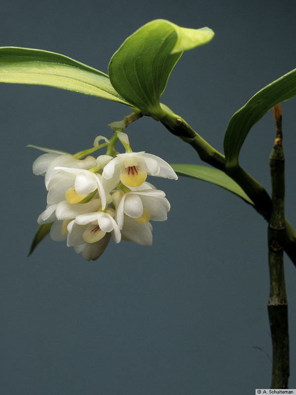 http://www.nationaalherbarium.nl/pubs/orchidweb/genera/Dendrobium/dendrobium_microglaphys_AS98-1039.jpg