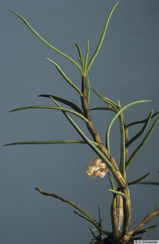http://www.nationaalherbarium.nl/pubs/orchidweb/genera/Dendrobium/dendrobium_pinifolium_AS98-882.jpg
