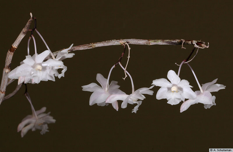http://www.nationaalherbarium.nl/pubs/orchidweb/genera/Dendrobium/dendrobium_roseatum_as_MG_3009.jpg