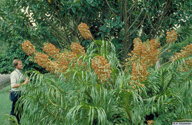 http://www.nationaalherbarium.nl/pubs/orchidweb/genera/Grammatophyllum/Grammatophyllum_speciosumAS_SBG.jpg