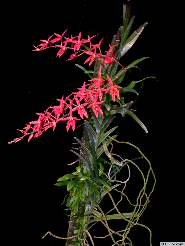 Renanthera_monachicaED_ESCN4504.jpg