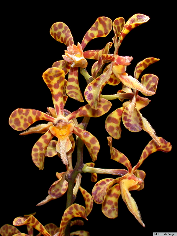 trichoglottis