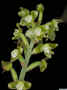 Macodes_petola_argPO_IMG0069.jpg (111837 bytes)