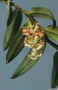 Malleola_wariana_0_AS99-385.jpg (102372 bytes)
