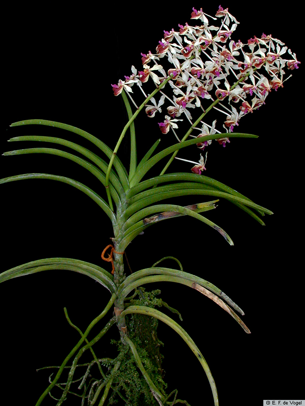 Vanda_lamellata_boxalliiED_ESCN4488.jpg