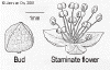 Mercleio-male.gif (29535 bytes)