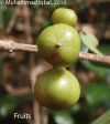 Austniti-photofruit.gif (92360 bytes)