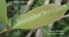 Austniti-photoleaf.gif (34376 bytes)