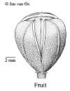 Bacctrig-fruit.gif (24230 bytes)