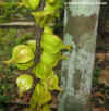 Botrgeni-Fruit-Photo2.jpg (98681 bytes)