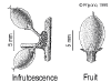 Bridglau-fruit.gif (25832 bytes)