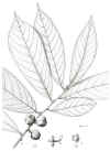 Cleimega-habit.jpg (163863 bytes)