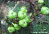 Cleisbrac-fruit-photo1.jpg (68887 bytes)