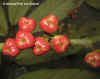 Cleisbrac-fruit-photo2.jpg (53200 bytes)