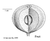 Distmits-fruit.gif (30590 bytes)