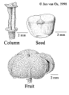 Doryspin-fruit.gif (33163 bytes)