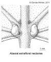 Endodoma-leaf.gif (42904 bytes)