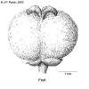 Macacost-fruit.gif (48441 bytes)