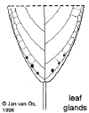 Mallpoly-leaf.gif (8506 bytes)