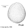 Petapube-fruit.gif (23103 bytes)