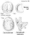 Stillline-fruit.gif (54741 bytes)