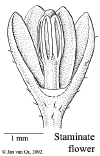 Synosphe-male.gif (22454 bytes)